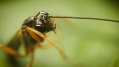 Extreme close up of ichneumonid wasp, ichneumonids, or darwin wasp Stock Footage 343824334