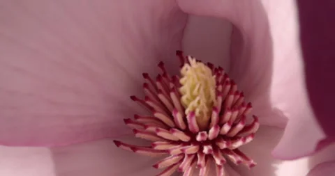 Extreme close up inner fruit of a bowl-shaped  fuchsia pink magnolia flower Stock Footage 259761108
