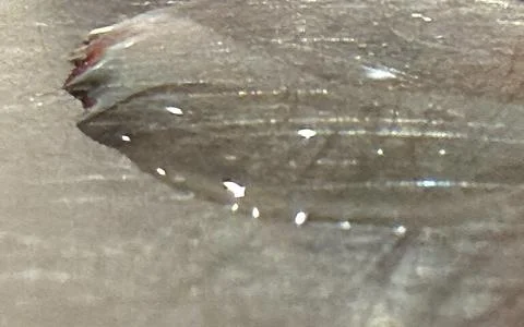Extreme Close Up of Insect Wing Texture Detail Macro Photography Abstract B.. Stock Photos