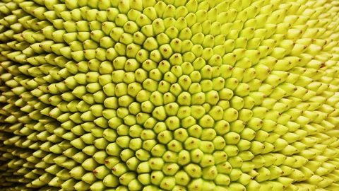 Extreme Close Up Of Jackfruit Surface Showing Symmetrical Spiky Pattern, Rotatin Stock Footage 334319796