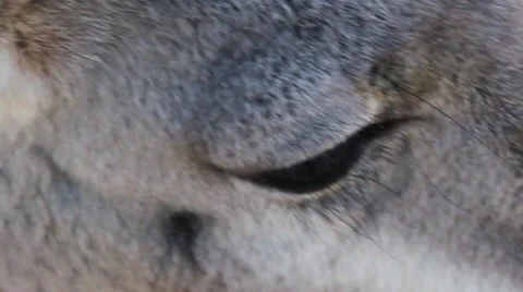 Extreme Close-up Kangaroo Stock Footage