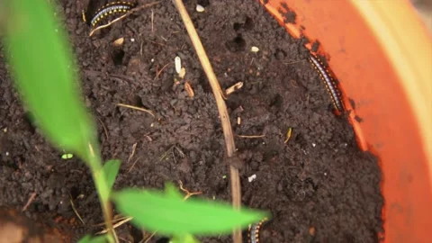 Extreme close-up of a large centipede devouring a small insect in a Stock Footage 236533233