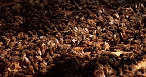 Extreme close-up of a large group of bees in a beehive. Stock Footage 157762731