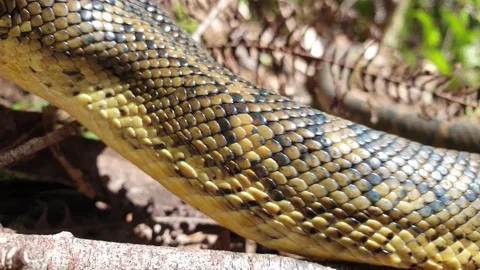 Extreme close-up of a large snake displaying its tongue while slithering Stock Footage 228713169