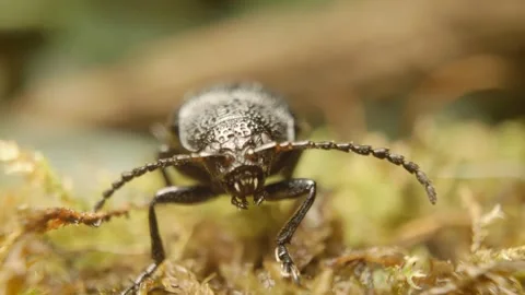 Extreme close-up of a leaf beetle (Galeruca tanaceti) 스톡 동영상 319821368