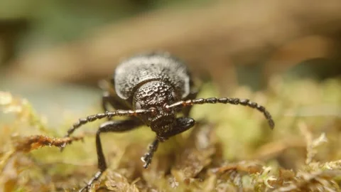 Extreme close-up of a leaf beetle (Galeruca tanaceti) 스톡 동영상 319821372
