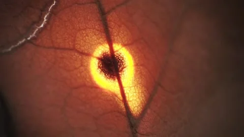 Extreme close-up of an leaf burning due to rays of sun and a magnifying glass. Stock Footage 139488400