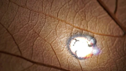 Extreme close-up of a leaf burning due to rays of sun and a magnifying glass. Stock Footage 139594210