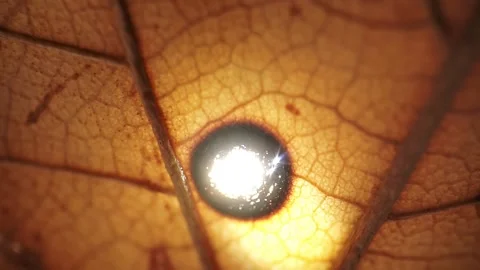 Extreme close-up of a leaf burning due to rays of sun and a magnifying glass. Stock Footage 139594638