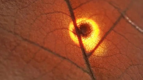 Extreme close-up of a leaf burning due to rays of sun and a magnifying glass. Stock Footage 139594781