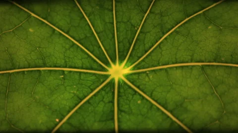 Extreme close up of a leaf wilting Stock Footage 58200227