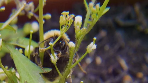 Extreme close up lens whack technique of a bee Stock Footage 113824545