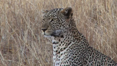 An extreme close up of a leopard with a tick stuck on his neck Stock Footage 100217627