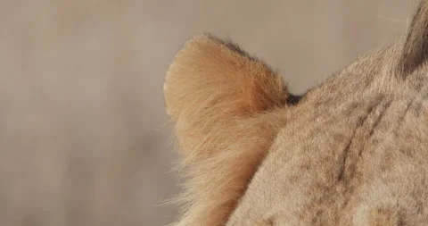 Extreme close up of a Lion's ear during the morning in Kenya. Stock Footage 279037789