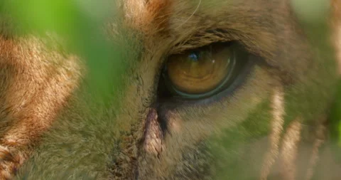 Extreme close up of a lion's eye looking directly at the camera Stock Footage 295294382