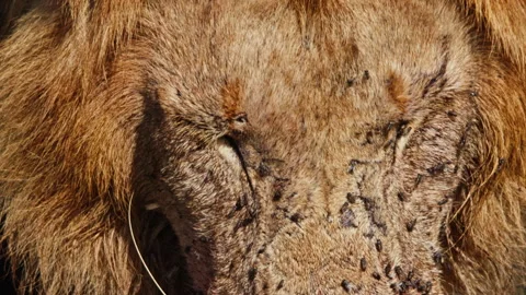 Extreme close up of a lion's head that is full of flies Stock Footage 256917421