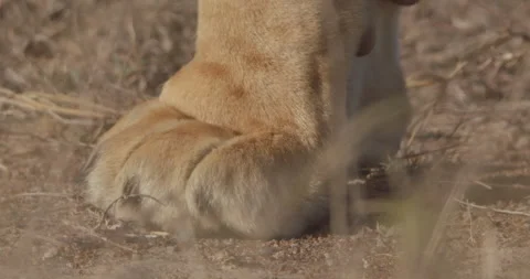 Extreme close up of a Lion's paw while it is standing Vídeo Stock 279037685