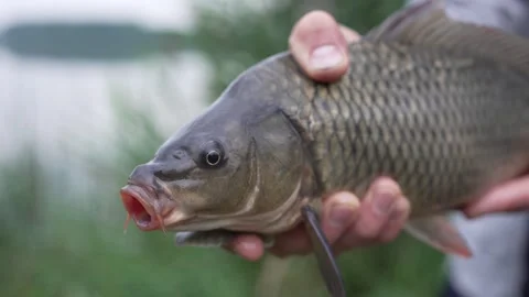 Extreme close-up of a live carp head held by a person Stock Footage 346334565