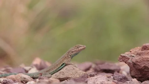 Extreme Close Up of Lizard 스톡 동영상 79513215