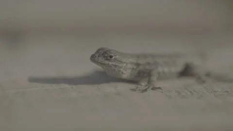 Extreme Close up of a lizard Stockbeeldmateriaal 251839267