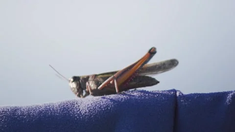 Extreme close-up of a locust insect Stock Footage 97813651