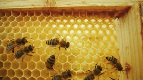 Extreme close-up look at diligent bee colony working within honeycombs with Video stock 248460976