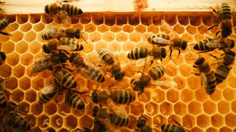 Extreme close-up look at diligent bee colony working within honeycombs with Stock Photos