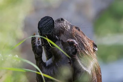 Extreme close up low angle view of beaver working a tree branch Stock Photos