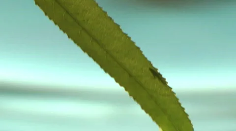 Extreme close up (Macro) of an Ant walking the legth of a leaf 스톡 동영상 777571