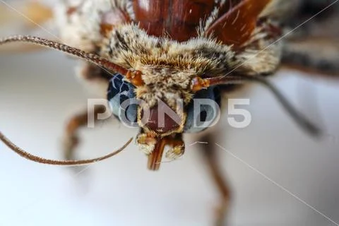 Extreme close up macro with a dead moth on white paper Stock Photos