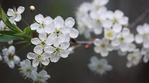 Extreme Close Up (Macro) Of Delicate White Cherry Blossoms With Yellow Stamens.  Stock Footage 310737542