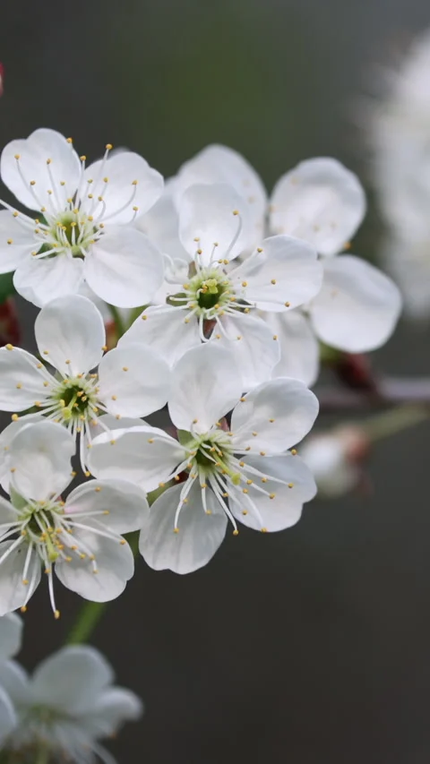 Extreme Close Up (Macro) Of Delicate White Cherry Blossoms With Yellow Stamens.  Stock Footage 322980418