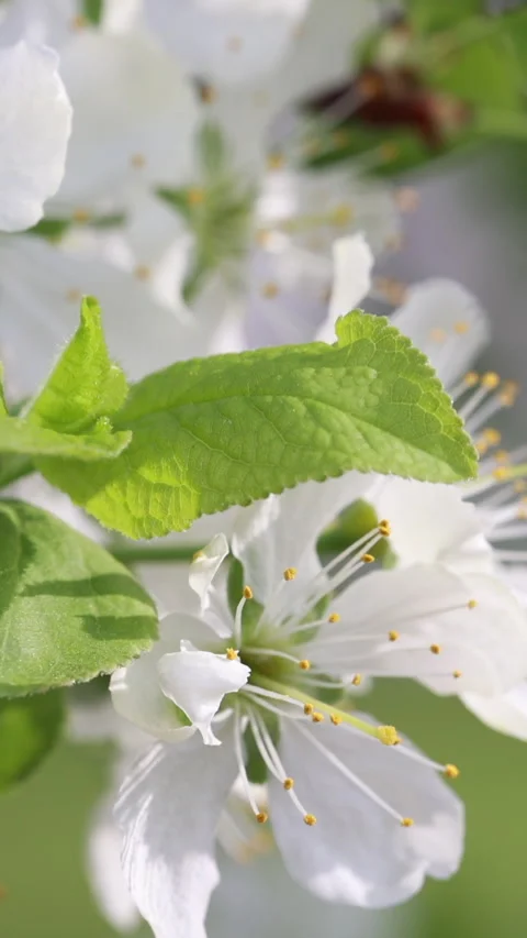 Extreme Close Up (Macro) Of Delicate White Spring Tree Blossoms With Yellow Stam 動画素材 329501792