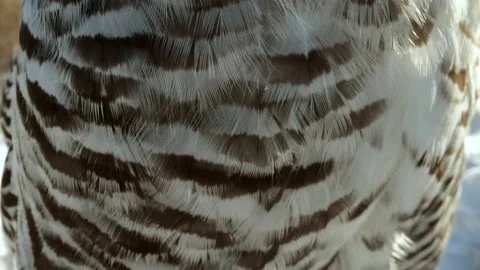 Extreme close up macro of feathers on a snowy owl Stock Footage 169721847