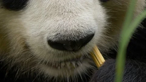 Extreme close-up macro of a Giant Panda chewing on bamboo in slow motion. Video stock 163037132