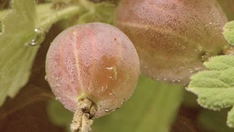 Extreme close macro of gooseberries and fuzzy leaves covered in tiny air bubbles 動画素材 339569324