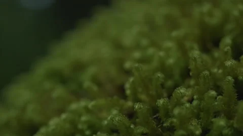 Extreme close up macro of individual moss in forest Видео 232409095