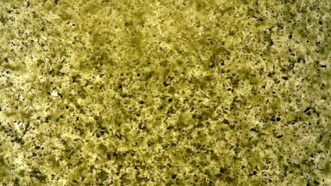 Extreme close up macro on a instant tea grains, dissolves in moving hot water Video stock 144431369