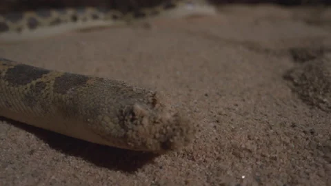 Extreme close up macro Kenyan sand boa face Stock Footage 170942721