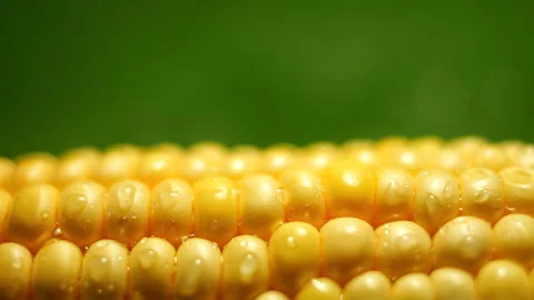 Extreme Close Up macro lens Slider Shot of Corn Cob Texture in 50p Stock Footage 337643501