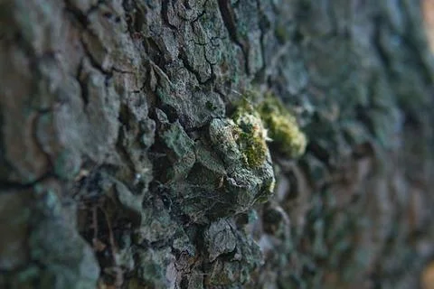 Extreme Close Up Macro of Moss on Tree Bark Stock Photos