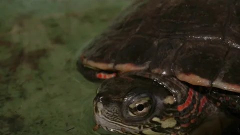 Extreme close up macro of painted turtle in water Video stock 167972579