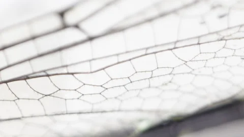 Extreme close up macro pattern of dragonfly wings Video stock 133802214