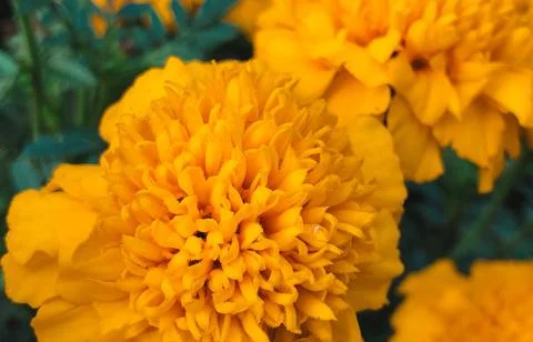 An extreme close-up, macro photograph capturing the dense, velvety texture of Stock Photos
