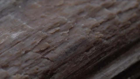 Extreme close up macro shot of ants scurrying in a line Stockbeeldmateriaal 87809515