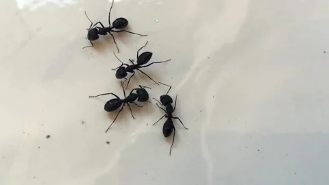 Extreme close-up macro shot of ants working together in their natural habitat Stock Footage 312811236