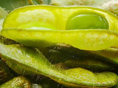 Extreme Close Up Macro Shot of Fresh Open Green Edamame Soybean Pod 库存照片