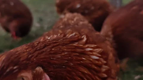 Extreme close-up macro shot of a hen's eye and face, showing intricate details 動画素材 333554453
