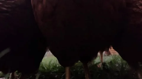 Extreme close-up macro shot of a hen's eye and face, showing intricate details Stock Footage 333554497
