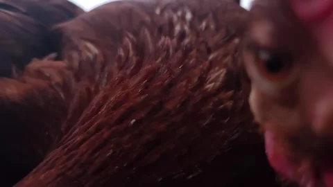 Extreme close-up macro shot of a hen's eye and face, showing intricate details Stock Footage 333554498